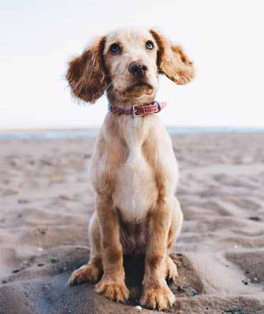 The Slobbery Dog Raw Ltd