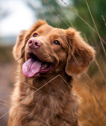 The Slobbery Dog Raw Ltd