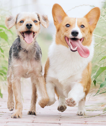 The Slobbery Dog Raw Ltd