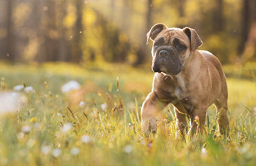 The Slobbery Dog Raw Ltd