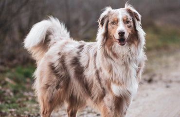 The Slobbery Dog Raw Ltd