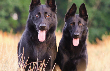 The Slobbery Dog Raw Ltd