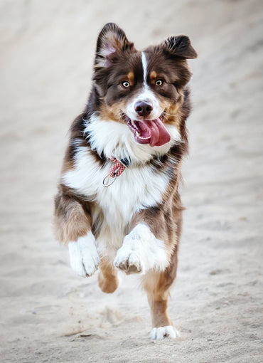 The Slobbery Dog Raw Ltd