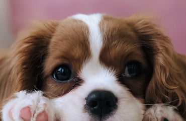 The Slobbery Dog Raw Ltd