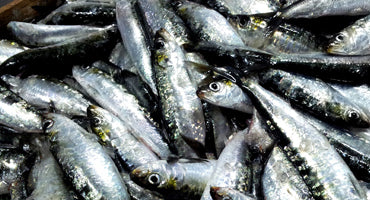 The Slobbery Dog Raw Ltd