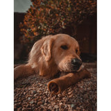 Anco Camel Roll Large