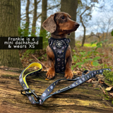 Paw-Struck Harness - S