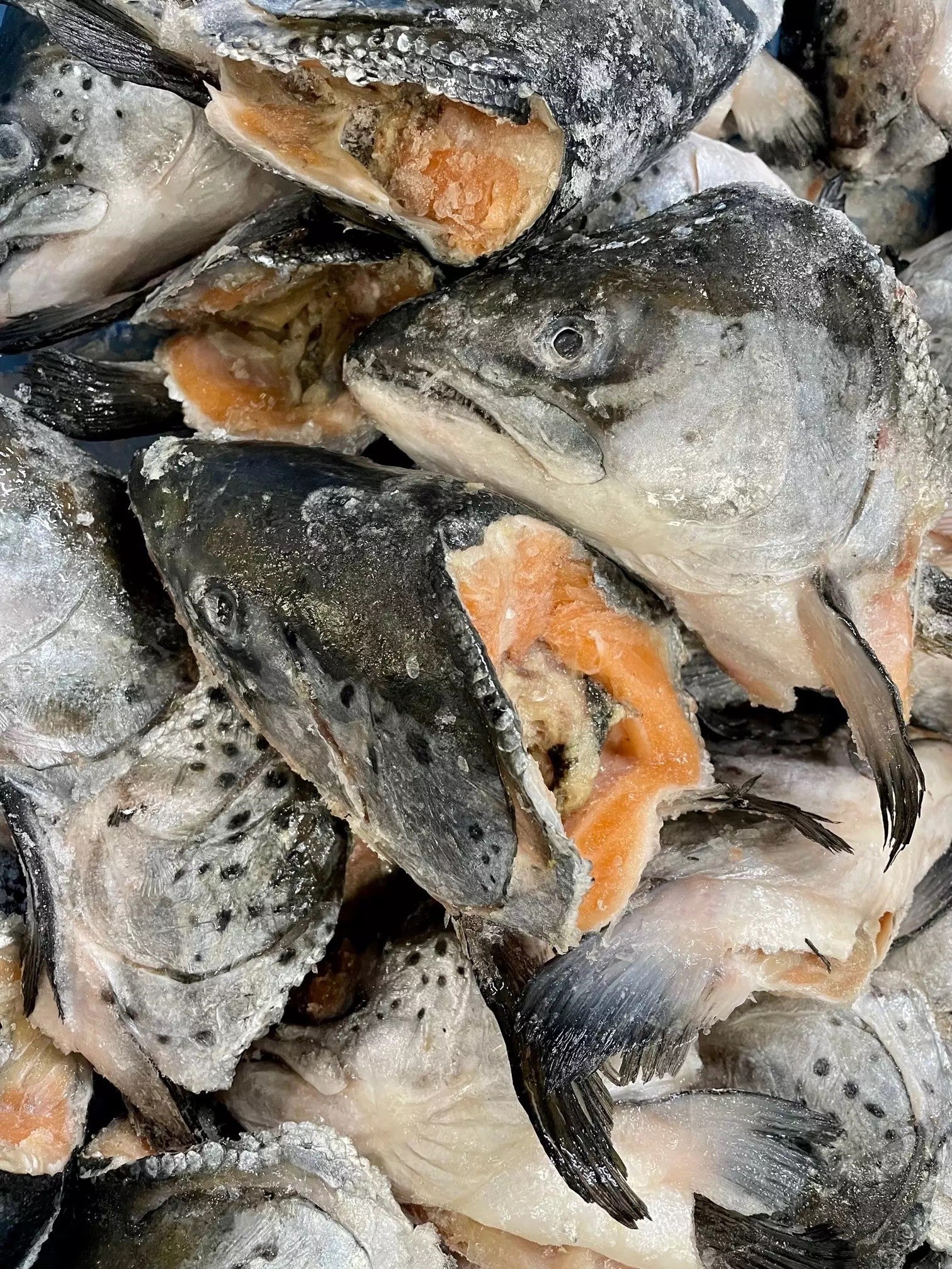 Dougies Salmon Heads x3